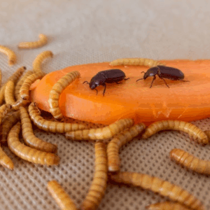 Larva VIVA de Tenebrio Optiprot (Venta por kilo)