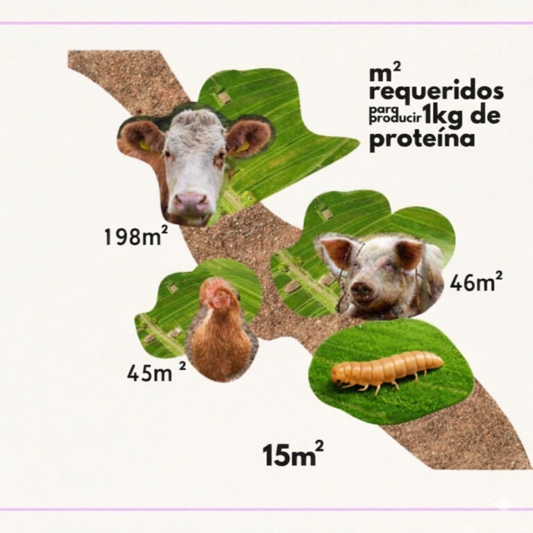 Produccion sustentable de proteina de tenebrio molitor con bajo impacto ambiental
