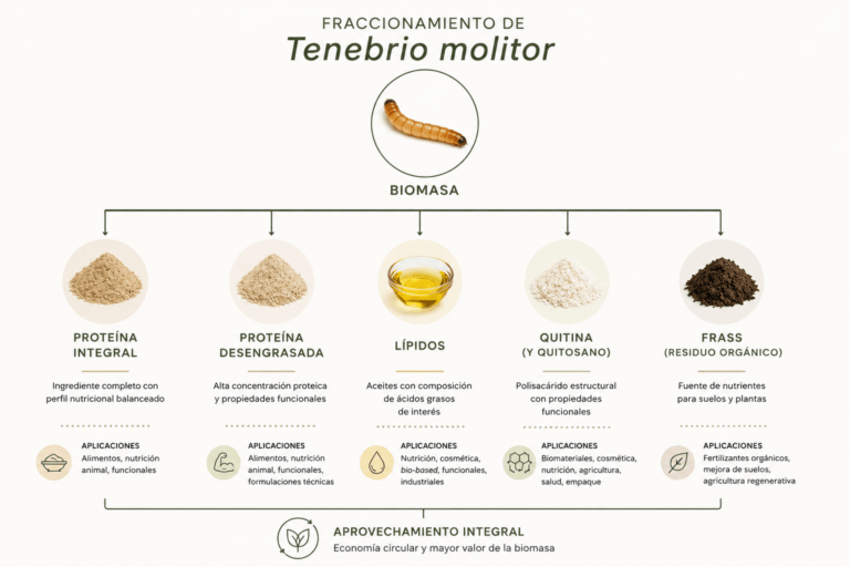 Fraccionamiento de biomasa de Tenebrio molitor y aprovechamiento integral de ingredientes